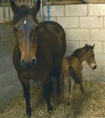 Foal by Aimbry Chester out of a 12.2 hands mare
