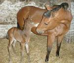 Foal newly born out of a Quarter Horse
