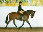Equestrian Services Thorney -Shuvais Taurean Spirit
