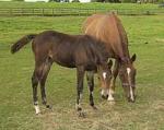 Foal by Aimbry Chester out of a Belgium Warmblood mare

