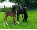 Colt foal out of Section D mare
