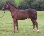 3 month old colt out ofWadacre Willow
