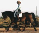 14.2hh Gelding by Aimbry Chester
