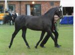 Imperial High Order yearling PUK 2011
